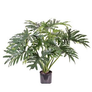 Plant Philodenron