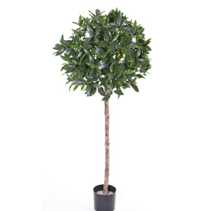Laurierbol (Laurus nobilis)