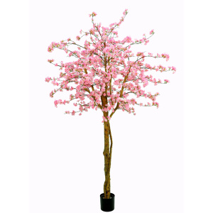 Japanse Sierkersenboom 240 cm